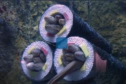 Triển lãm sushi lươn ở thủy cung Nhật Bản