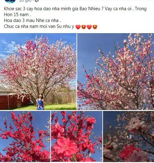 Cây hoa đào mix 3 màu đỏ - hồng - trắng siêu quý hiếm khoe sắc rực rỡ-1