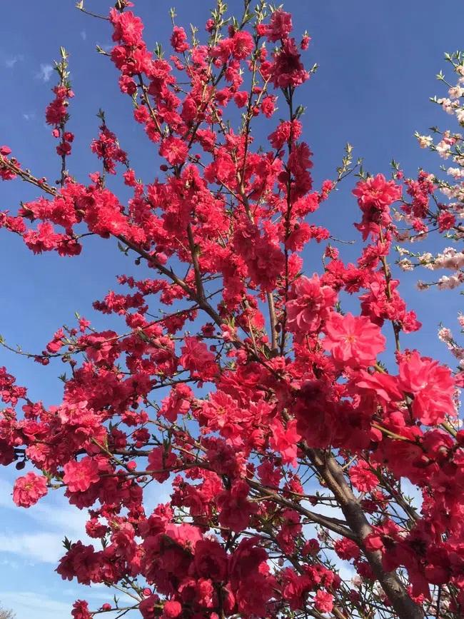 Cây hoa đào mix 3 màu đỏ - hồng - trắng siêu quý hiếm khoe sắc rực rỡ-4