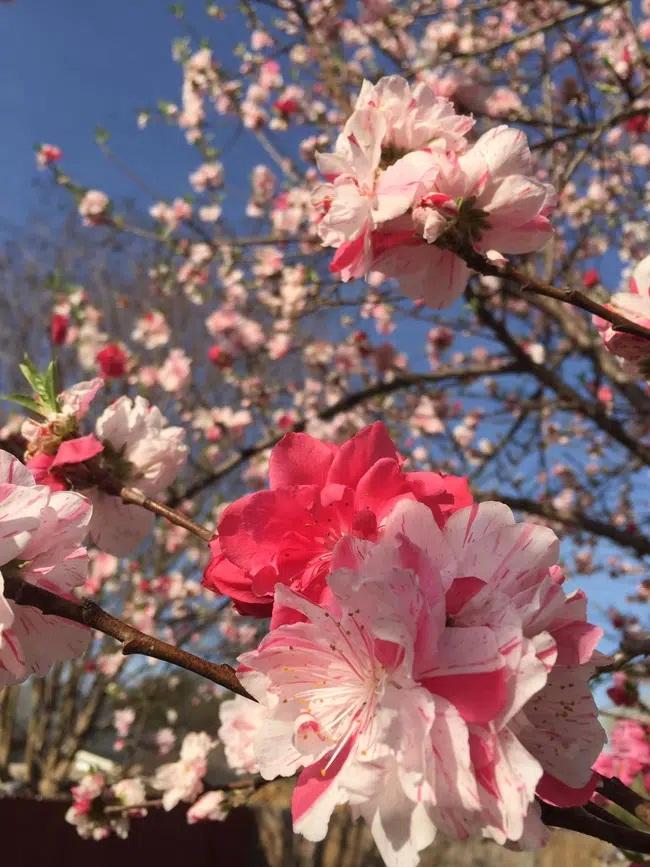 Cây hoa đào mix 3 màu đỏ - hồng - trắng siêu quý hiếm khoe sắc rực rỡ-5