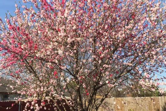 Cây hoa đào mix 3 màu đỏ - hồng - trắng siêu quý hiếm khoe sắc rực rỡ