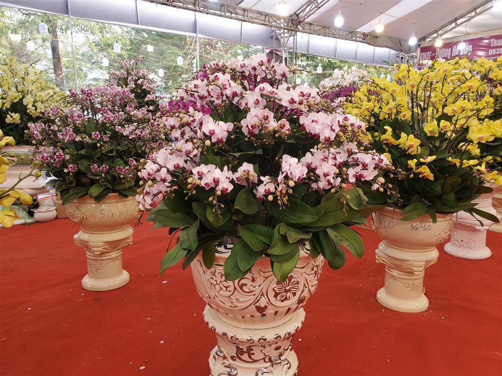 Ngoài hoa mai, hoa đào thì đây chính là 3 loại hoa được săn đón nhiều nhất vào mỗi dịp Tết-2