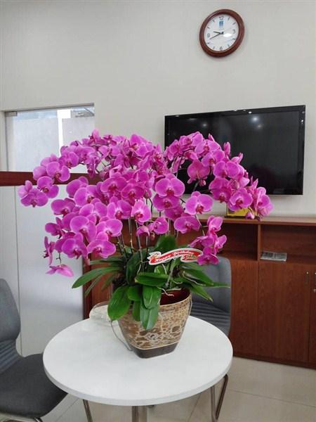 Ngoài hoa mai, hoa đào thì đây chính là 3 loại hoa được săn đón nhiều nhất vào mỗi dịp Tết-3