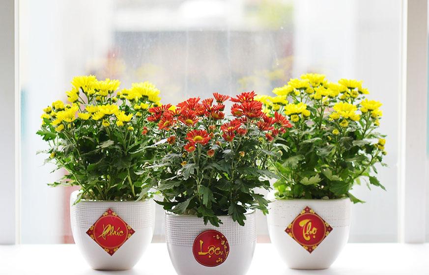 Ngoài hoa mai, hoa đào thì đây chính là 3 loại hoa được săn đón nhiều nhất vào mỗi dịp Tết-6