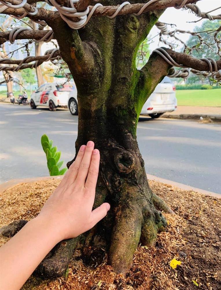 Hải Băng công khai hình ảnh trộm cuỗm mất cây mai gần 100 triệu-2