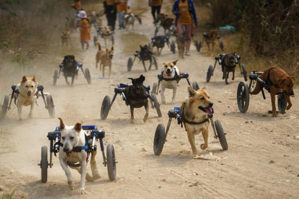 Cặp chó hoang châu Phi quý hiếm đẻ 19 con non-1