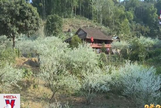 Thung lũng Phiêng Ban chìm trong sắc trắng tinh khôi