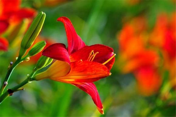 Năm 2021, những người cầm tinh con rồng mặc quần áo màu gì sẽ vượng nhất?-1