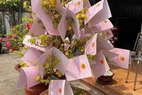 Xôn xao cụ mai vàng 4 tỉ đồng ở An Giang-4