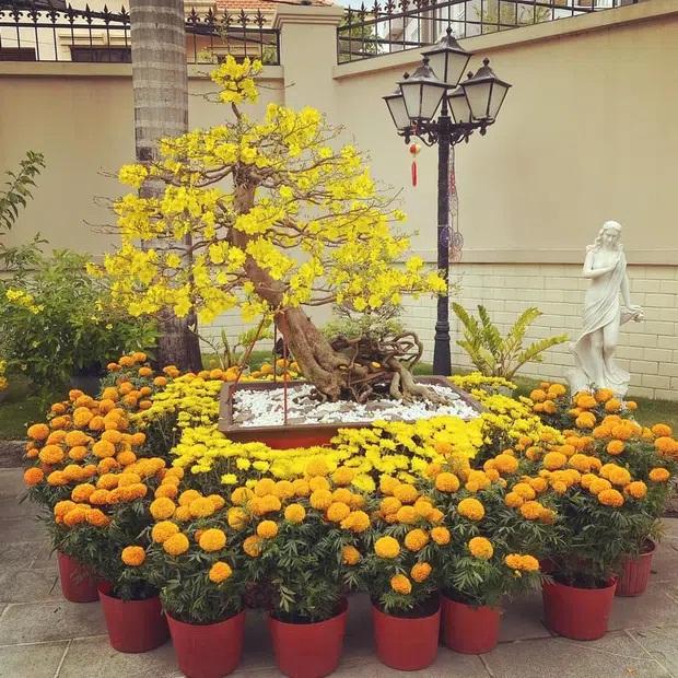 Phillip Nguyễn khoe một góc biệt thự đầy hoa vạn thọ ngày 30 Tết-3