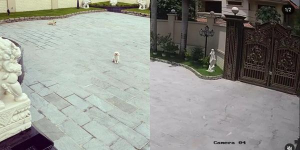 Phillip Nguyễn khoe một góc biệt thự đầy hoa vạn thọ ngày 30 Tết-5