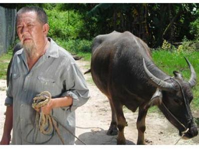 Sao Việt đóng phim cùng trâu: Kiều Trinh nơm nớp lo sợ, Hùng Thuận bị hất tung-3