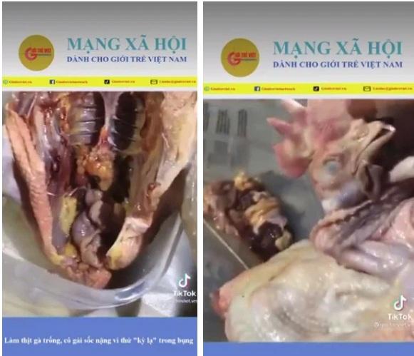 Thân hình là gà trống nhưng lại có buồng trứng như gà mái khiến cư dân mạng tranh cãi-1