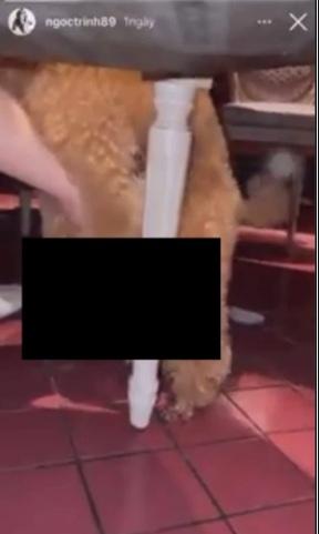 Đầu năm Ngọc Trinh đã có hành động phản cảm đỉnh điểm-1