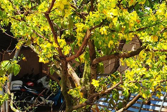 Người đàn ông trộm cây mai cao hơn 2m: Lay cây long gốc, cho lên xe kéo mang về nhà