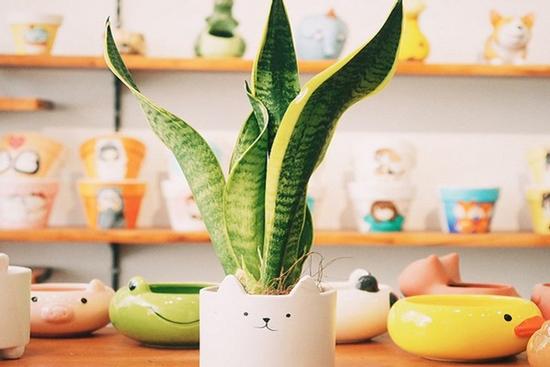 7 loại cây phong thủy Thần Tài ưa thích, đầu năm rước lộc vào nhà