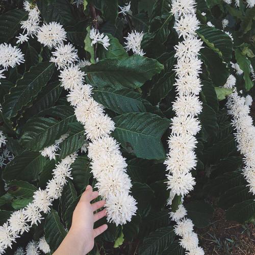 Hết mùa mai đào rồi, lên Tây Nguyên ngắm mùa hoa cà phê nở trắng phố núi thôi-2