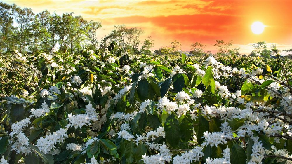 Hết mùa mai đào rồi, lên Tây Nguyên ngắm mùa hoa cà phê nở trắng phố núi thôi-3