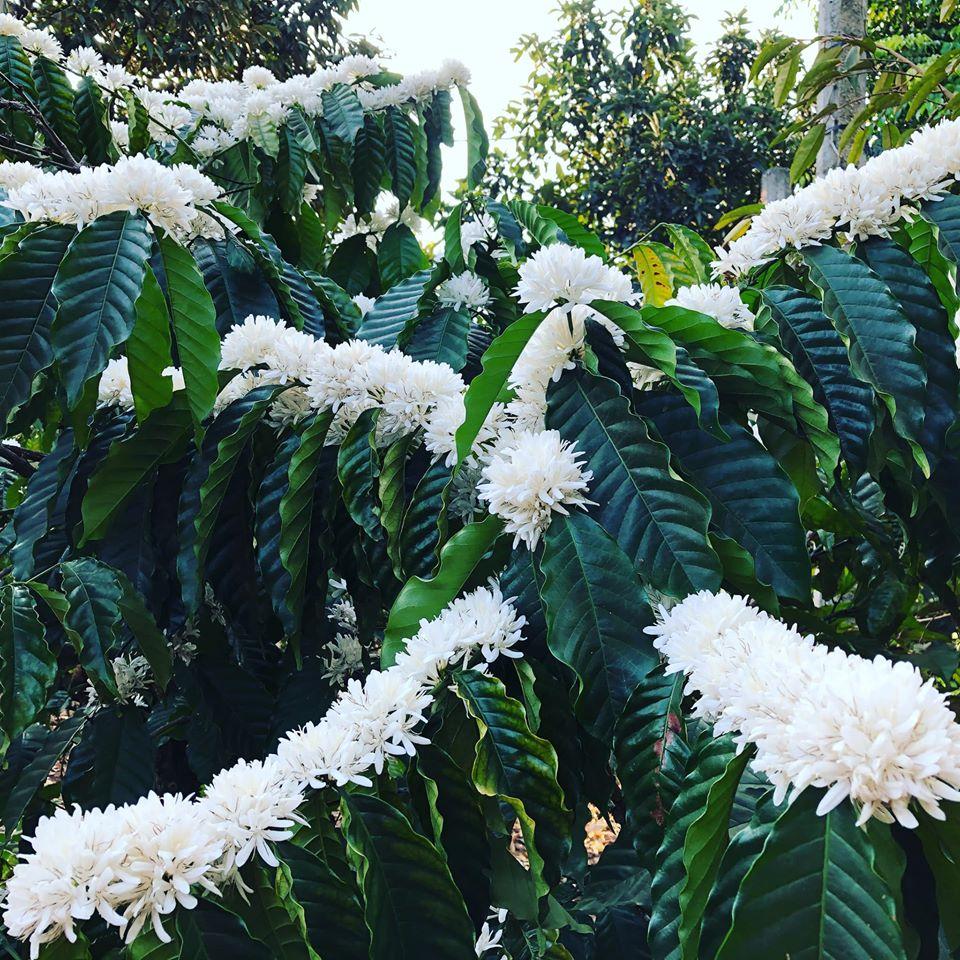 Hết mùa mai đào rồi, lên Tây Nguyên ngắm mùa hoa cà phê nở trắng phố núi thôi-4