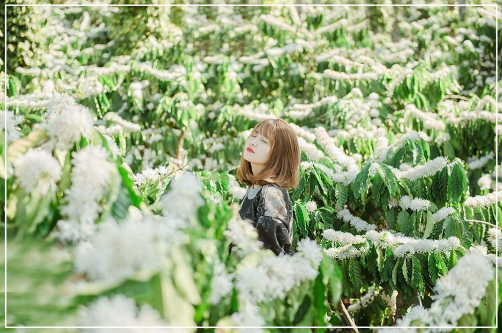 Hết mùa mai đào rồi, lên Tây Nguyên ngắm mùa hoa cà phê nở trắng phố núi thôi-6