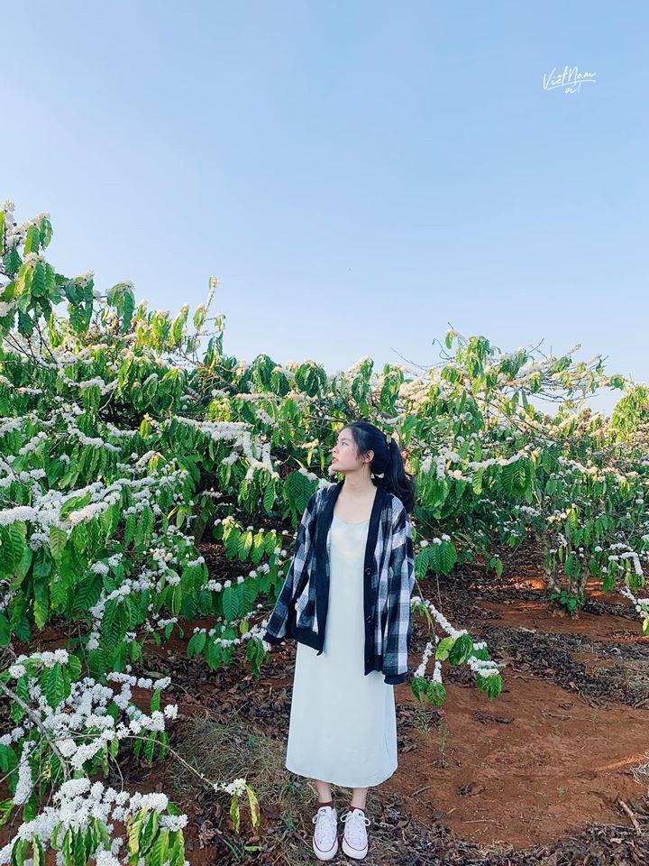 Hết mùa mai đào rồi, lên Tây Nguyên ngắm mùa hoa cà phê nở trắng phố núi thôi-8