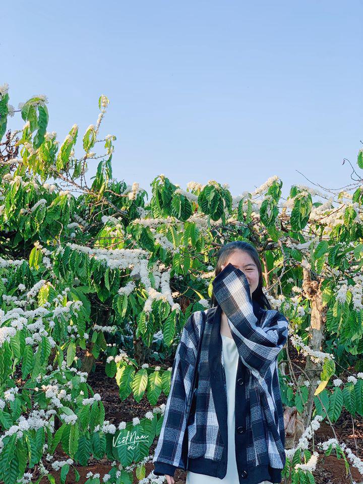 Hết mùa mai đào rồi, lên Tây Nguyên ngắm mùa hoa cà phê nở trắng phố núi thôi-9