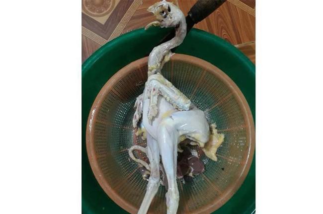 Những pha mổ gà đi vào lòng đất, tưởng vớ của ngon ai ngờ nhận cú lừa-6