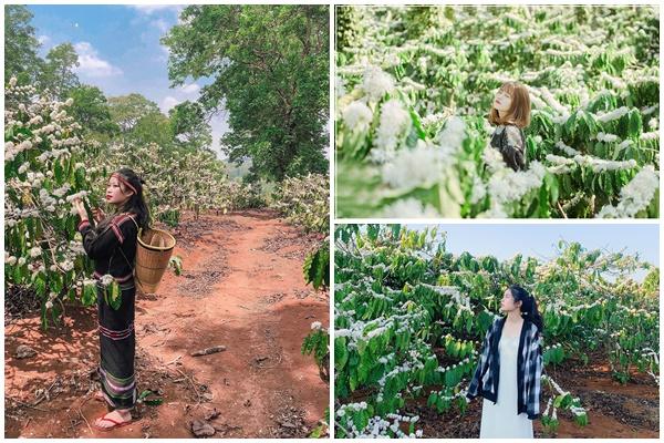 Trời lạnh đến nỗi gia súc ở Mỹ rụng tai-2