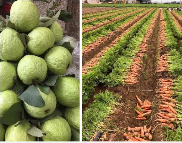 Ấm lòng cảnh dân tình rần rần giải cứu nông sản giúp bà con Hải Dương-3