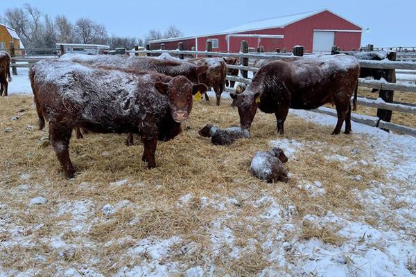 Cảnh mặt trời mọc tuyệt đẹp ở Washington-1