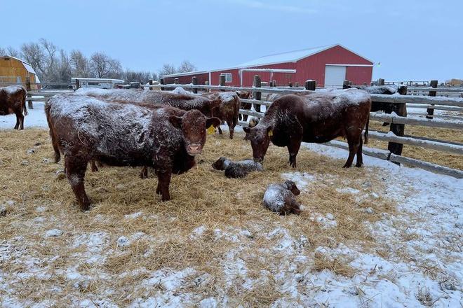 Trời lạnh đến nỗi gia súc ở Mỹ rụng tai-1