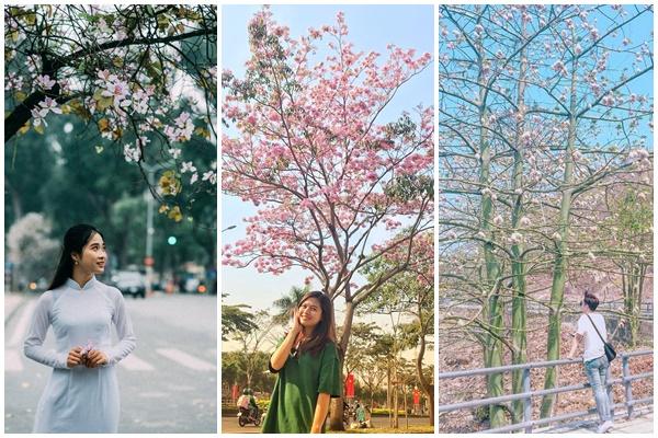 Hoa sưa nở trắng trời tạo nên khung cảnh Hà Nội đẹp như thơ, đầy xao xuyến-13