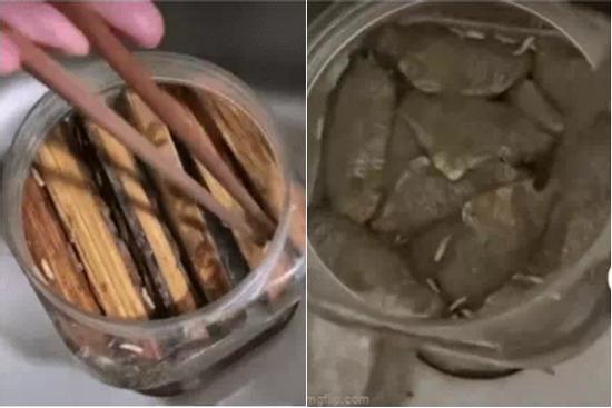 Lạnh sống lưng với món ăn kỳ lạ, dòi lúc nhúc khắp nơi nhưng lại được khẳng định 'ngon'