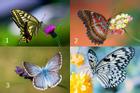 Chọn con bướm đẹp nhất để biết may mắn hay rủi ro đang đến với bạn