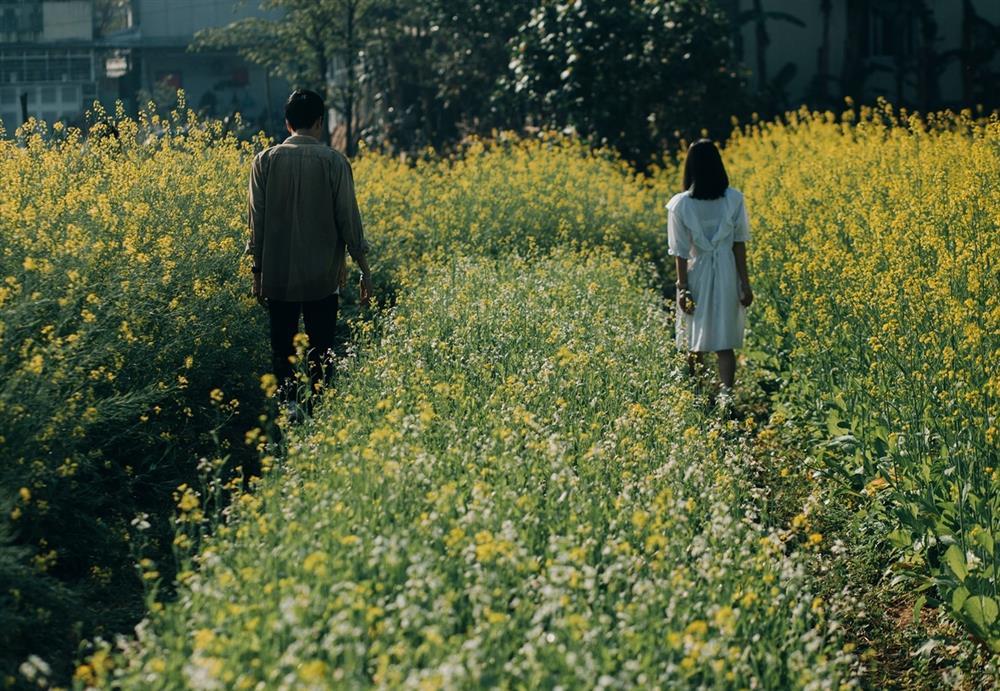 Vườn hoa cải thơ mộng ở Huế-6