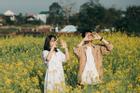 Vườn hoa cải thơ mộng ở Huế