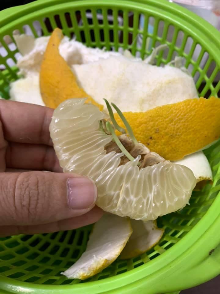 Cất bưởi xuống gầm giường, đến khi mang gọt vỏ, người đàn ông sốc tận óc trước hiện tượng lạ-2