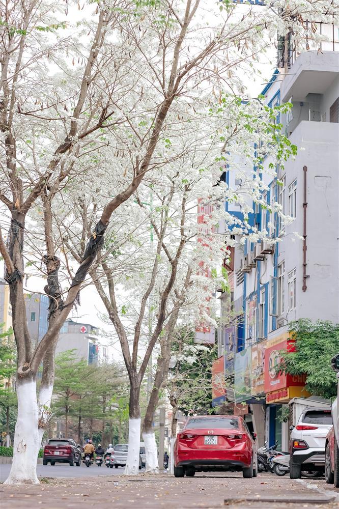 Hoa sưa nở trắng trời tạo nên khung cảnh Hà Nội đẹp như thơ, đầy xao xuyến-1