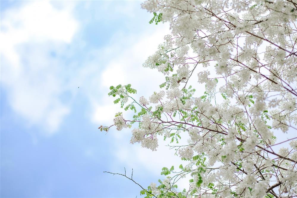 Hoa sưa nở trắng trời tạo nên khung cảnh Hà Nội đẹp như thơ, đầy xao xuyến-2