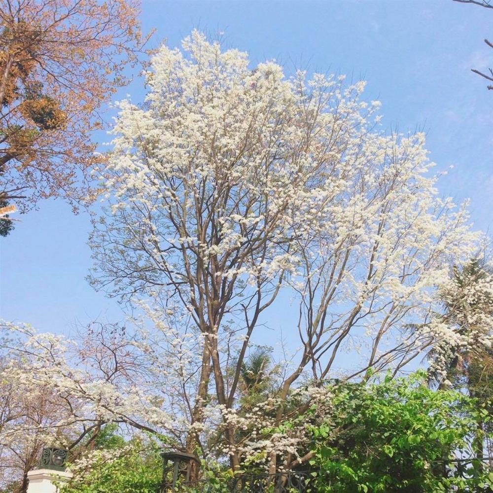 Hoa sưa nở trắng trời tạo nên khung cảnh Hà Nội đẹp như thơ, đầy xao xuyến-3