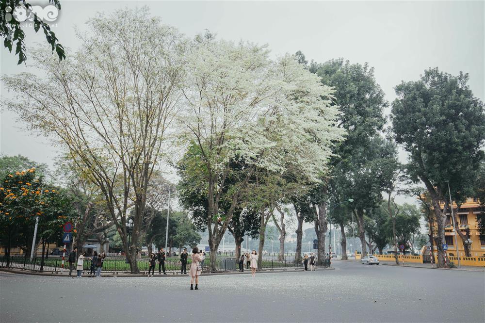 Hoa sưa nở trắng trời tạo nên khung cảnh Hà Nội đẹp như thơ, đầy xao xuyến-10