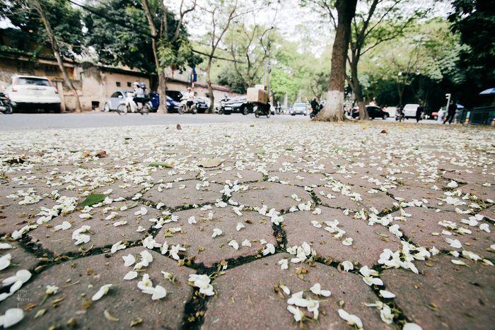 Hoa sưa nở trắng trời tạo nên khung cảnh Hà Nội đẹp như thơ, đầy xao xuyến-9