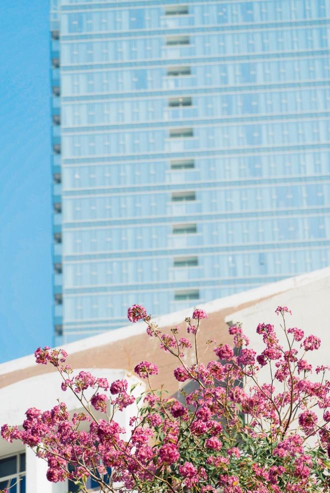 Hẹn hò Sài Gòn: Hoa kèn hồng nở sớm rực rỡ một khoảng trời đẹp tựa phim-1