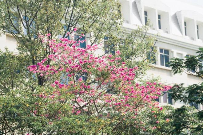 Hẹn hò Sài Gòn: Hoa kèn hồng nở sớm rực rỡ một khoảng trời đẹp tựa phim-2