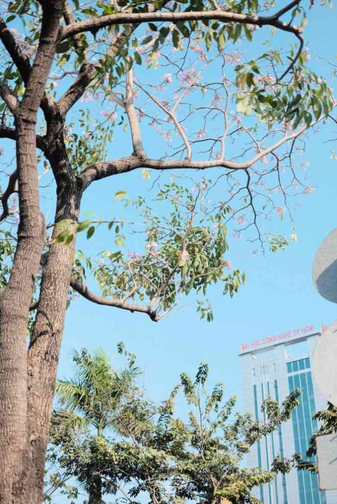 Hẹn hò Sài Gòn: Hoa kèn hồng nở sớm rực rỡ một khoảng trời đẹp tựa phim-4