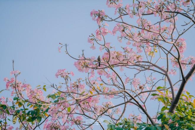 Hẹn hò Sài Gòn: Hoa kèn hồng nở sớm rực rỡ một khoảng trời đẹp tựa phim-5