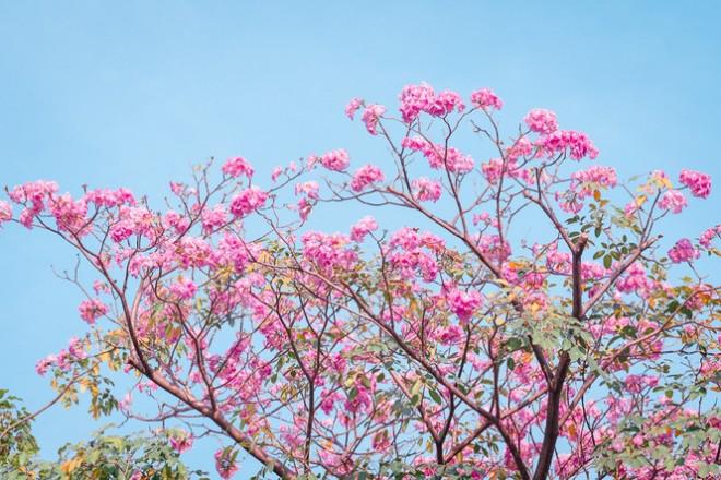 Hẹn hò Sài Gòn: Hoa kèn hồng nở sớm rực rỡ một khoảng trời đẹp tựa phim-6