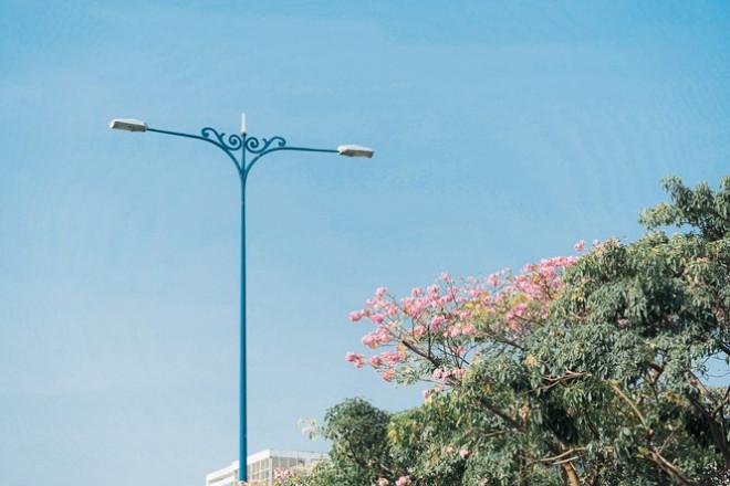 Hẹn hò Sài Gòn: Hoa kèn hồng nở sớm rực rỡ một khoảng trời đẹp tựa phim-7