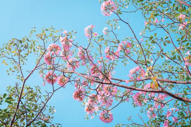 Hẹn hò Sài Gòn: Hoa kèn hồng nở sớm rực rỡ một khoảng trời đẹp tựa phim-8