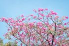 Hẹn hò Sài Gòn: Hoa kèn hồng nở sớm rực rỡ một khoảng trời đẹp tựa phim